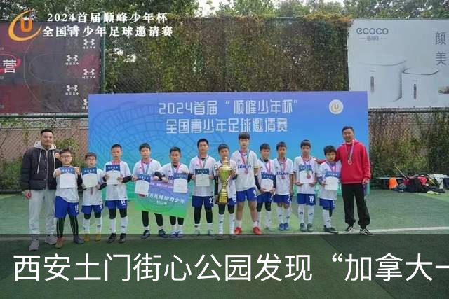 西安土门街心公园发现“加拿大一枝黄花”城管部门已组织清除